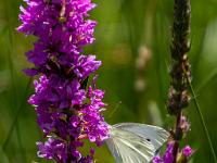 Weißling Falter auf Blüte